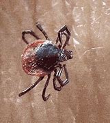Image result for Ticks On Dogs Images