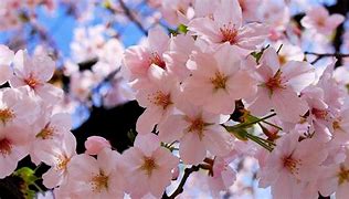 Image result for Spring Wallpaper 1920X1080