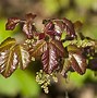 Image result for Poison Oak Leaves of Three