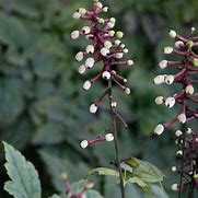 Image result for Actaea pachypoda Misty Blue