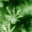 Image result for Weed Wallpapers for iPhone 11