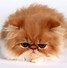 Image result for Persian Cat Pics