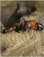 Image result for Carpenter Ants Images