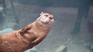 Image result for Otters at Zoo Knoxville