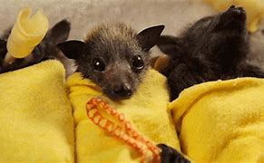 Image result for Bats Sleeping in Flowers