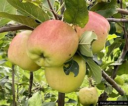Image result for Dorsett Yellow Apple