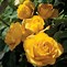 Image result for Hybrid Tea Rose Midas Touch