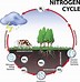 Image result for Nitrogen Cycle Process