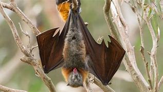 Image result for Bat Hanging Upside Down