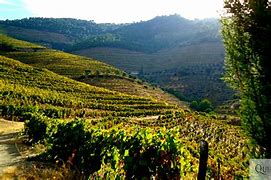 Image result for Quinta do Crasto Douro Quartzo