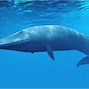 Image result for Blue Whale Facts