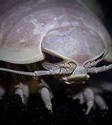 Image result for Giant Isopod Florida
