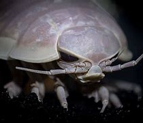Image result for Sea Isopod