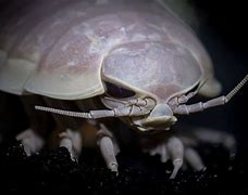 Image result for Isopod Ramen