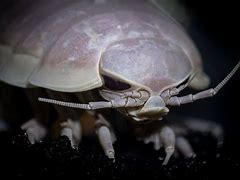 Image result for Exotic Isopod