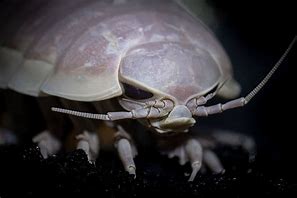 Image result for Giant Sea Isopod