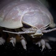 Image result for Largest Isopod