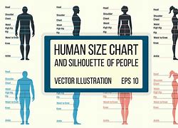 Image result for Average Human Size Dimensions