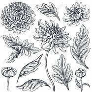 Image result for Chrysanthemum Flower Drawing