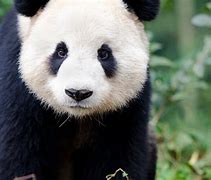 Image result for Panda Bears World