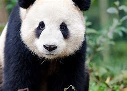 Image result for Giant Panda Bear Habitat