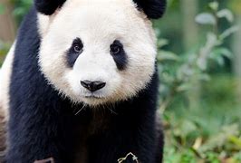 Image result for Extinct Giant Panda