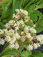 Image result for Heptacodium miconioides Tianshan