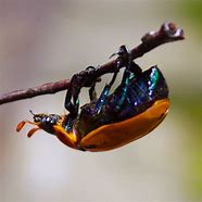 Image result for "grapevine-beetle"