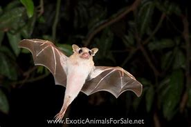 Image result for Cute Egyptian Fruit Bat