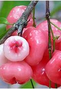 Image result for Rose Apple Fruit Seed