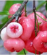 Image result for Rose Apple Fruit Pericarp