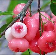 Image result for Rose Apple Fruit Cut