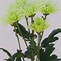 Image result for Spray Chrysanthemum
