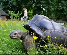 Image result for The Menagerie Du Jardin Des Plantes