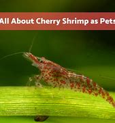Image result for Pet Shrimp