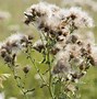 Image result for Short Ragweed Allergy