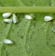 Image result for "greenhouse-whitefly"