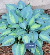 Image result for Hosta Touch of Class