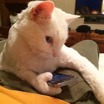 Image result for Cat with Human Thumbs Up Meme