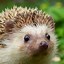 Image result for Hedgehog Wallpaper