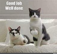 Image result for Great Job Cat Meme
