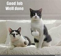 Image result for Good Job Cat Meme