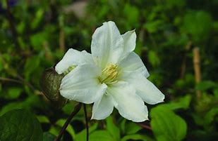 Image result for Clematis Sylvia Denny