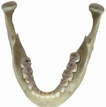 Image result for Human Jawbone