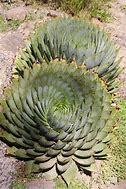Image result for Aloe Polyphylla