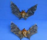 Image result for Short-Nosed Fruit Bat