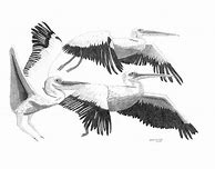 Image result for Free Drawings of Pelicans
