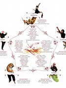 Image result for Different Kung Fu Styles