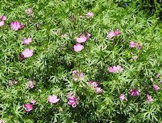 Image result for Geranium sanguineum ‘Nyewood’