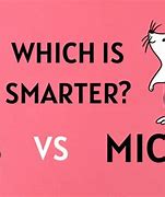 Image result for Mouse vs Rat Intelligence